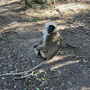 Hanuman langur