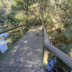 Hanuman langur on bridge