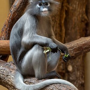 Dusky langur (Trachypithecus obscurus)