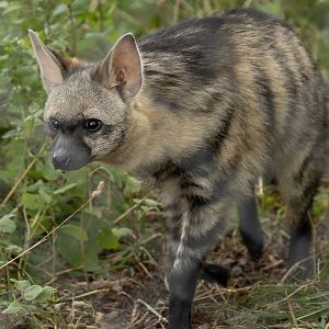 Aardwolf (Southern aardwolf) : Hamerton : 27 Jul 2025