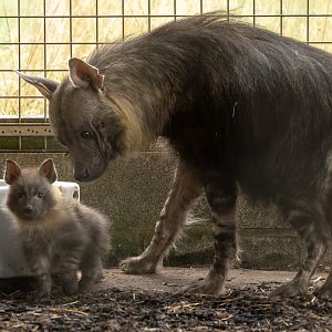 Brown hyena : Hamerton : 27 Jul 2025