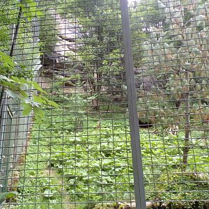Snow leopard enclosure 13.7.25