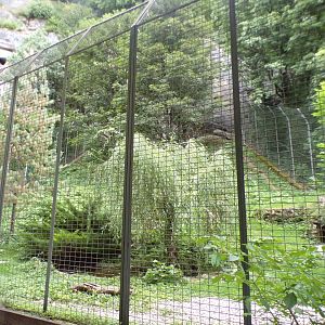 Snow leopard enclosure 13.7.25