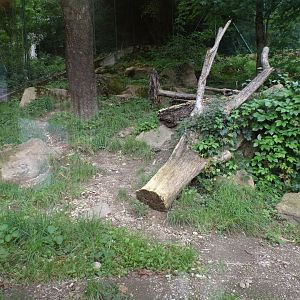 Maned wolf enclosure 13.7.25