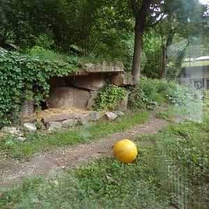 Maned wolf enclosure 13.7.25