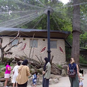 Budgerigar walkthrough aviary 13.7.25