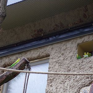 Budgerigars  13.7.25