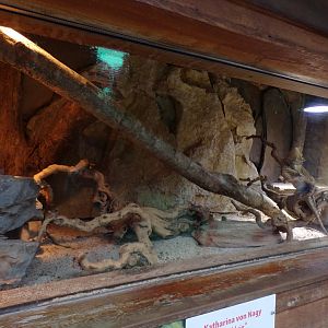 Bearded dragon enclosure 13.7.25