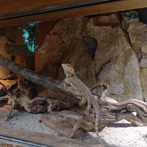 Bearded dragon 13.7.25