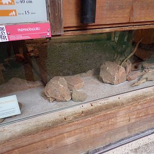 Giant prickly stick insect exhibit 13.7.25