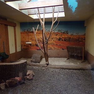 Parma wallaby and emu indoors 13.7.25