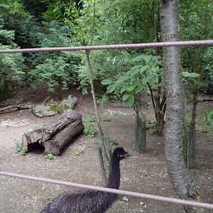 Parma wallaby and emu enclosure 13.7.25