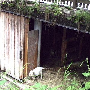 Watussi cattle in house 13.7.25