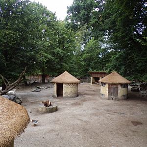 African village mixed enclosure 13.7.25