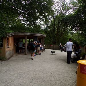 Peafowl free-roaming in Africa section of zoo 13.7.25