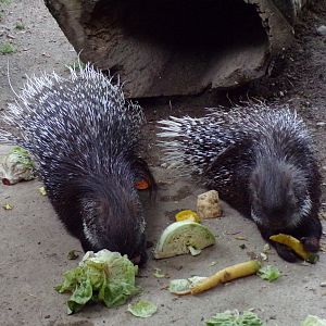 Cape porcupines 13.7.25