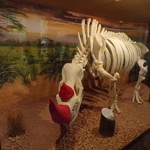 Rhinoceros skeleton 13.7.25