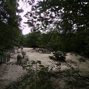 White rhinoceros hardstanding enclosure 13.7.25