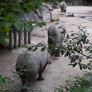 White rhinoceroses fighting 13.7.25