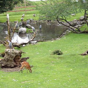 View of animals in Birds Park 13.7.25