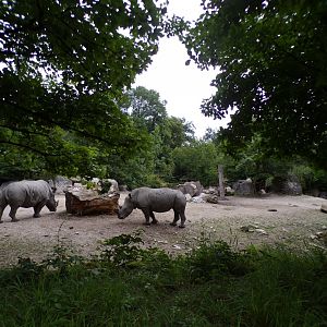 White rhinoceros hardstanding enclosure 13.7.25