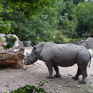 White rhinoceros 13.7.25