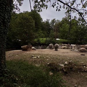 White rhinoceros hardstanding enclosure 13.7.25