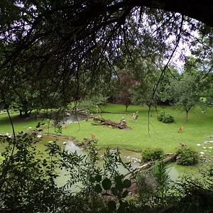 Birds Park enclosure 13.7.25