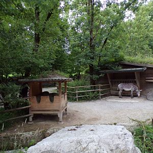 Grevy’s zebra enclosure 13.7.25