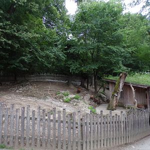 Cameroon dwarf blackbelly sheep enclosure 13.7.25