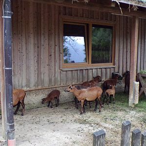 Cameroon dwarf blackbelly sheep 13.7.25