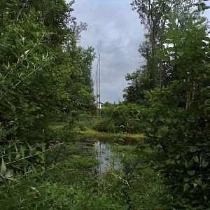Wild beaver area 13.7.25