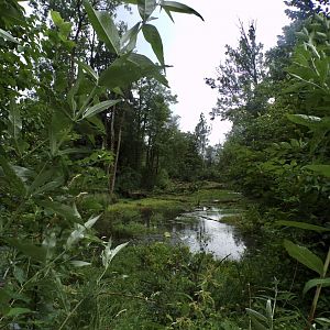 Wild beaver area 13.7.25