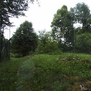 African lion enclosure (is it empty right now?) 13.7.25