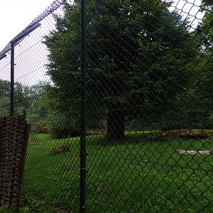 African lion enclosure 13.7.25