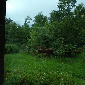 African lion enclosure 13.7.25