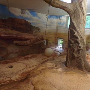 African lion indoors 13.7.25