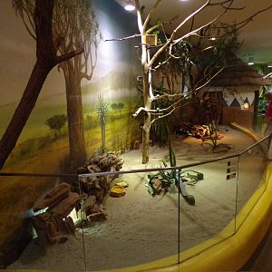 First mixed lion house enclosure 13.7.25