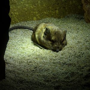 Short-eared elephant shrew 13.7.25
