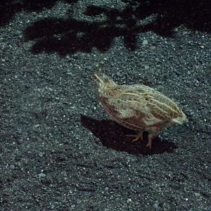 Harlequin quail 13.7.25