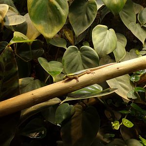 Yellow-headed day gecko 13.7.25