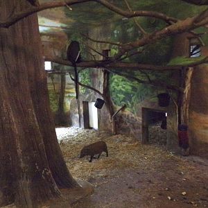 Diana monkey and red river hog indoors 13.7.25