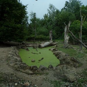 Red river hog and diana monkey enclosure 13.7.25