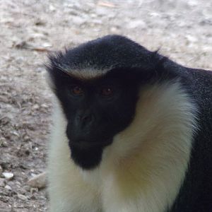 Diana monkey 13.7.25