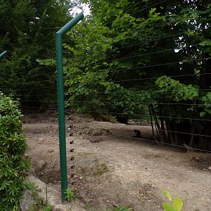 Red river hog and diana monkey enclosure 13.7.25