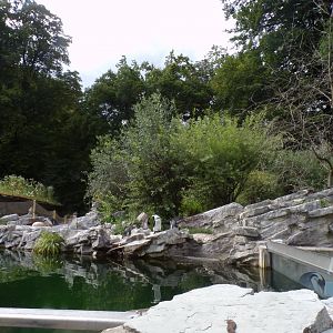 African penguin enclosure 13.7.25