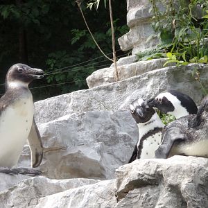African penguins 13.7.25