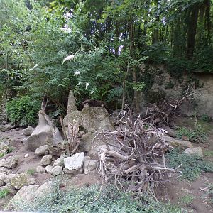 Banded mongoose enclosure 13.7.25