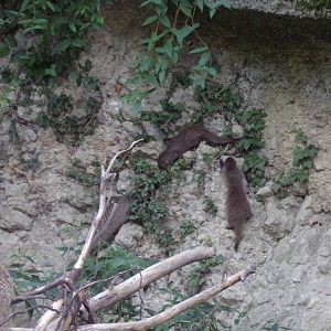 Banded mongooses climbing on the walls 13.7.25