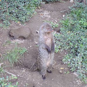 Banded mongoose 13.7.25